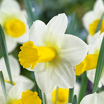 Narcissus 'Smiling Sun'